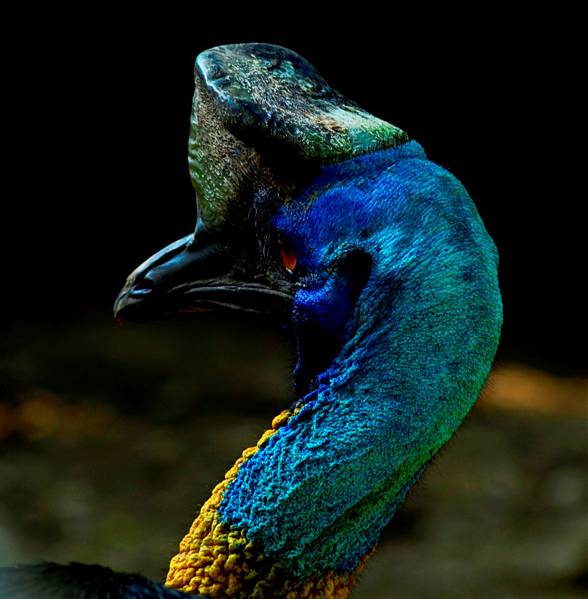 Cassowary