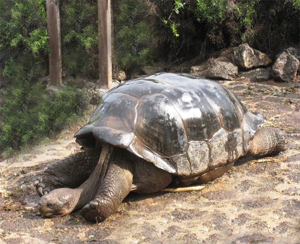 Galápagos giant tortoise