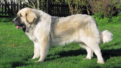 Pyrenean Mastiff