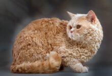 Selkirk Rex