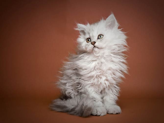 Selkirk Rex