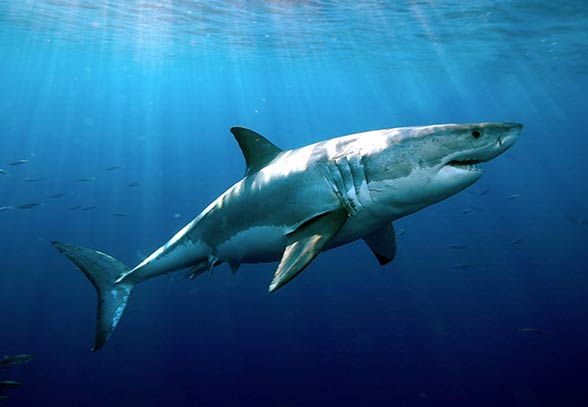 Shark