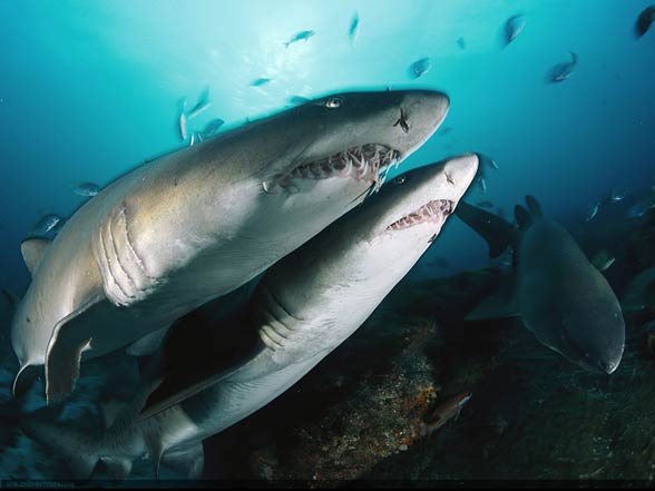 Sharks