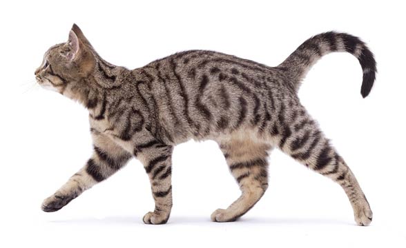 Tabby cat