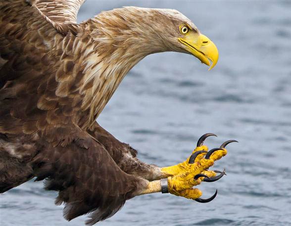 White-tailed eagle (Haliaeetus albicilla)